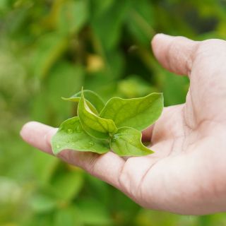 Gymnema Sylvestre