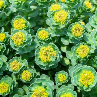 Rhodiola Rosea